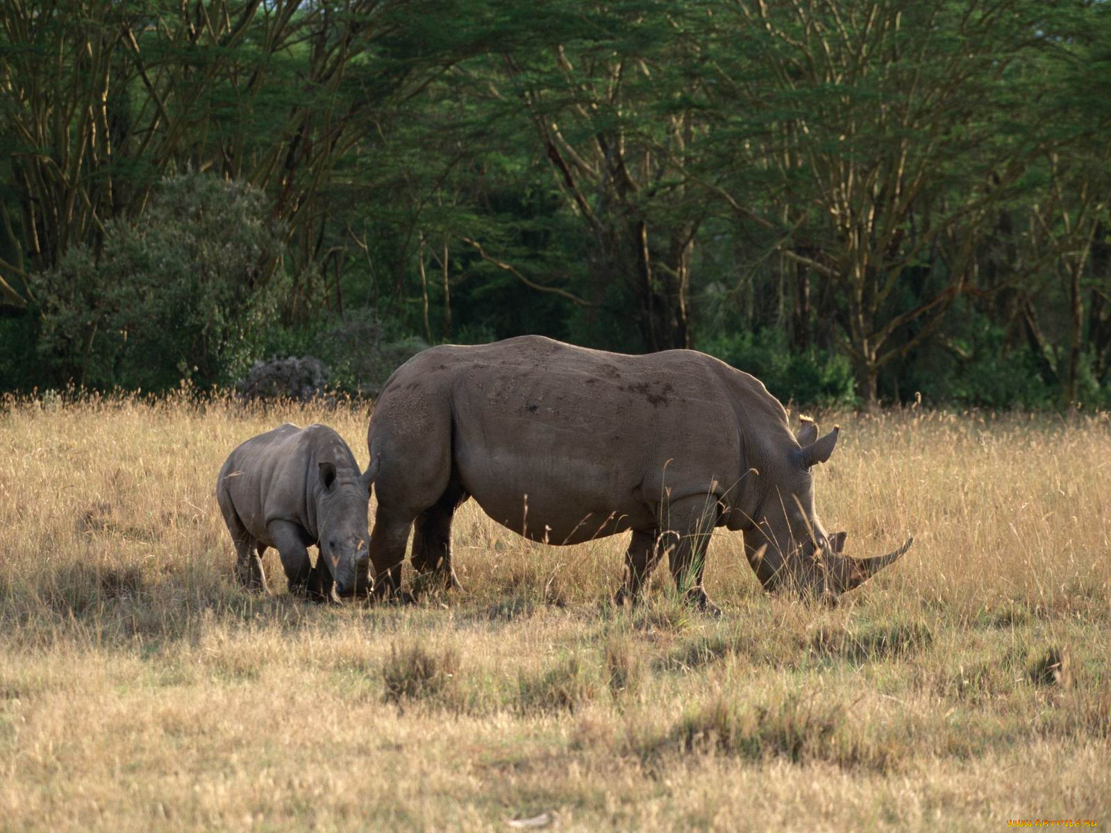 Носорог природная зона. Носорог. Дикие животные Африки видео. Обои на рабочий стол носорог. Метка носорога.
